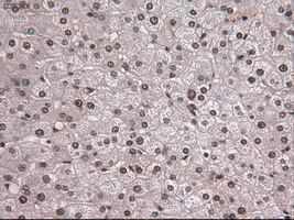 NOTCH1 Antibody - IHC of paraffin-embedded liver tissue using anti-NOTCH1 mouse monoclonal antibody. (Dilution 1:50).