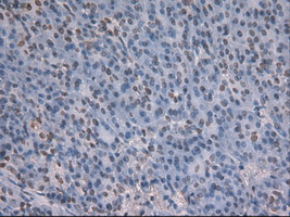 NOTCH1 Antibody - IHC of paraffin-embedded pancreas tissue using anti-NOTCH1 mouse monoclonal antibody. (Dilution 1:50).