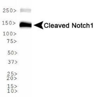 NOTCH1 Antibody - Western Blot: Notch1 Antibody - WB analysis of Cleaved Notch1 in Jurkat cell lysate.  This image was taken for the unconjugated form of this product. Other forms have not been tested.
