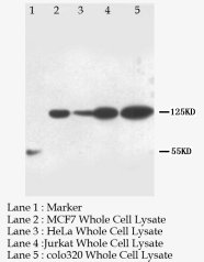 NOTCH1 Antibody -  This image was taken for the unconjugated form of this product. Other forms have not been tested.