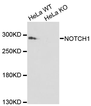 NOTCH1 Antibody - Western blot analysis of extracts from NOTCH1 wild-type (WT) and knockout (KO) HeLa cellss.