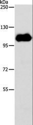 NOTCH1 Antibody - Western blot analysis of HT-29 cell, using NOTCH1 Polyclonal Antibody at dilution of 1:600.