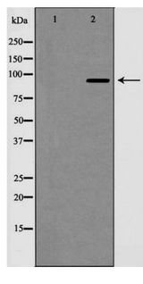 NOTCH1 Antibody - Western blot of Notch 1 (Cleaved-Val1744) expression in NIH 3T3 cell extract treated with etoposide