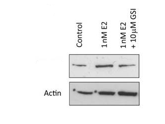 NOTCH1 Antibody - Western Blot of Rabbit anti-Notch1 antibody. Lane 1: MCF-7 control lysate. Lane 2: MCF-7 +1 nM 17ß-estradiol. Lane 3: MCF-7 + 10 µM gamma secretase inhibitor. Load: 35 µg per lane. Primary antibody: Notch1 antibody at 1:500 for overnight at 4°C. Secondary antibody: IRDye800™ rabbit secondary antibody at 1:10,000 for 45 min at RT. Block: 5% BLOTTO overnight at 4°C. Predicted/Observed size: 80 kDa for Notch1.