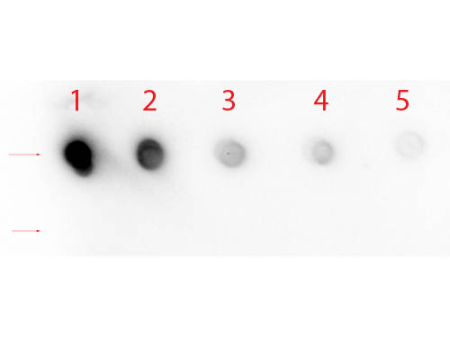 NOTCH1 Antibody - Dot Blot of Rabbit anti-Notch 1 (Cleaved N Terminal) (Human Specific) Antibody. Antigen: Row 1 - Notch 1 Peptide (Cleaved N Terminal) Row 2 - Notch 1 (Intra) Peptide. Load: Lane 1 - 200 ng Lane 2 - 66.67 ng Lane 3 - 22.22 ng Lane 4 - 7.41 ng Lane 5 - 2.47 ng. Primary antibody: Rabbit anti-Notch 1 (Cleaved N Terminal) (Human Specific) Antibody at 1:1,000 for 60 min at RT. Secondary antibody: HRP Rabbit Secondary at 1:40,000 for 30 min at RT. Block: MB-070 for 1 HR at RT.