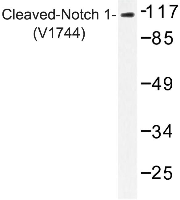 NOTCH1 Antibody - Western blot of Cleaved-Notch 1 (V1754) pAb in extracts from NIH/3T3 cells.