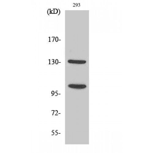 NOTCH2 Antibody - Western blot of Cleaved-Notch 2 (D1733) antibody