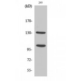 NOTCH2 Antibody - Western blot of Cleaved-Notch 2 (D1733) antibody