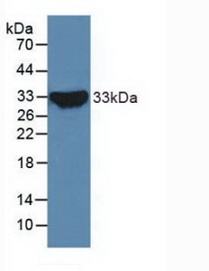 NOTCH2 Antibody - Western Blot; Sample: Recombinant NOTCH2, Human.
