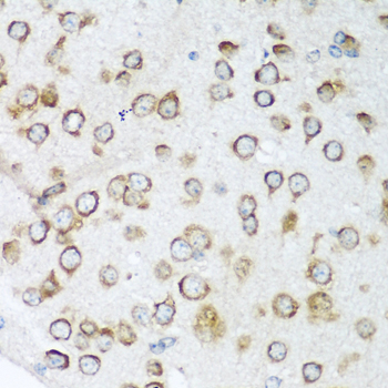 NOTCH2 Antibody - Immunohistochemistry of paraffin-embedded mouse brain using NOTCH2 antibodyat dilution of 1:100 (40x lens).
