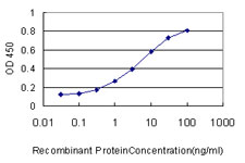 NOTCH3 Antibody - Detection limit for recombinant GST tagged NOTCH3 is approximately 0.03 ng/ml as a capture antibody.