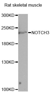 NOTCH3 Antibody - Western blot analysis of extracts of rat skeletal muscle, using NOTCH3 antibody at 1:1000 dilution. The secondary antibody used was an HRP Goat Anti-Rabbit IgG (H+L) at 1:10000 dilution. Lysates were loaded 25ug per lane and 3% nonfat dry milk in TBST was used for blocking. An ECL Kit was used for detection and the exposure time was 15s.
