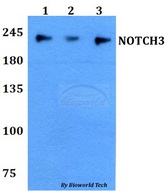 NOTCH3 Antibody - Western blot of NOTCH3 antibody at 1:500 dilution. Lane 1: A549 whole cell lysate. Lane 2: sp2/0 whole cell lysate. Lane 3: PC12 whole cell lysate.