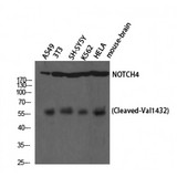 NOTCH4 Antibody - Western blot of Cleaved-Notch 4 (V1432) antibody