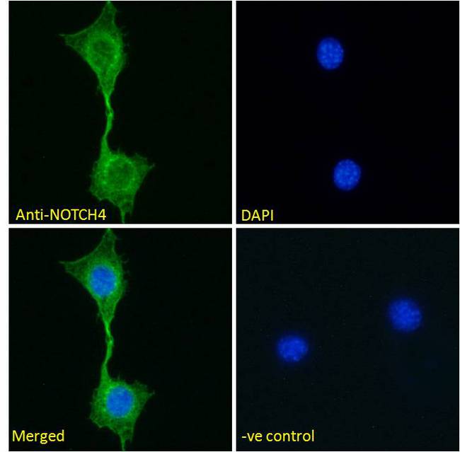 NOTCH4 Antibody - NOTCH4 antibody immunofluorescence analysis of paraformaldehyde fixed NIH3T3 cells, permeabilized with 0.15% Triton. Primary incubation 1hr (10ug/ml) followed by Alexa Fluor 488 secondary antibody (2ug/ml), showing membrane staining. The nuclear stain is DAPI (blue). Negative control: Unimmunized goat IgG (10ug/ml) followed by Alexa Fluor 488 secondary antibody (2ug/ml).