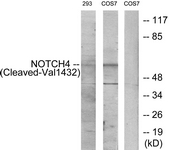 NOTCH4 Antibody - Western blot of extracts from 293/COS7 cells, treated with etoposide 25uM 1h, using NOTCH4 (Cleaved-Val1432) Antibody. The lane on the right was incubated with synthetic peptide.