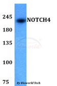 NOTCH4 Antibody - Western blot of NOTCH4 antibody at 1:500 dilution. Lane 1: HEK293T whole cell lysate.