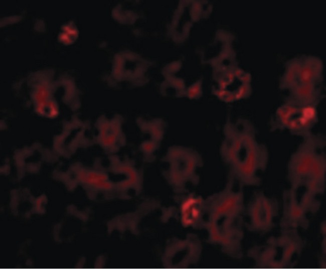 NOTUM Antibody - Immunofluorescence of NOTUM in Mouse Kidney cells with NOTUM antibody at 20 ug/ml.
