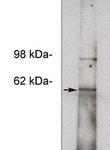 NOTUM Antibody - Western blot of HepG2 cell lysate (11 ug/lane) using NOTUM Antibody (10 ug/ml). Blots were developed with anti Rabbit HRP 1:100k and using Pierce Super Signal West Femto. 