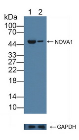 NOVA1 Antibody - Knockout Varification: Lane 1: Wild-type MCF7 cell lysate; Lane 2: NOVA1 knockout MCF7 cell lysate; Predicted MW: 19,52kd Observed MW: 52kd Primary Ab: 1µg/ml Rabbit Anti-Human NOVA1 Antibody Second Ab: 0.2µg/mL HRP-Linked Caprine Anti-Rabbit IgG Polyclonal Antibody