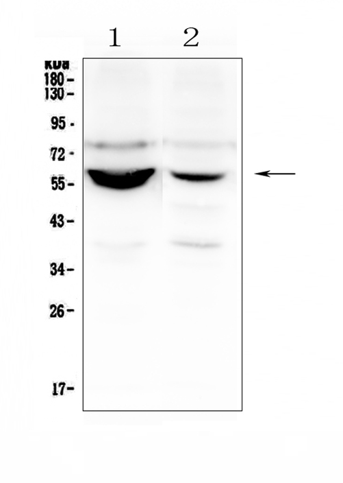 NOVA1 Antibody - Western blot analysis of Nova1 using anti-Nova1 antibody. Electrophoresis was performed on a 5-20% SDS-PAGE gel at 70V (Stacking gel) / 90V (Resolving gel) for 2-3 hours. The sample well of each lane was loaded with 50ug of sample under reducing conditions. Lane 1: human U-87MG whole cell lysate,Lane 2: human Caco-2 whole cell lysate. After Electrophoresis, proteins were transferred to a Nitrocellulose membrane at 150mA for 50-90 minutes. Blocked the membrane with 5% Non-fat Milk/ TBS for 1.5 hour at RT. The membrane was incubated with rabbit anti-Nova1 antigen affinity purified polyclonal antibody at 0.5 µg/mL overnight at 4°C, then washed with TBS-0.1% Tween 3 times with 5 minutes each and probed with a goat anti-rabbit IgG-HRP secondary antibody at a dilution of 1:10000 for 1.5 hour at RT. The signal is developed using an Enhanced Chemiluminescent detection (ECL) kit with Tanon 5200 system. A specific band was detected for Nova1 at approximately 60KD. The expected band size for Nova1 is at 52KD.