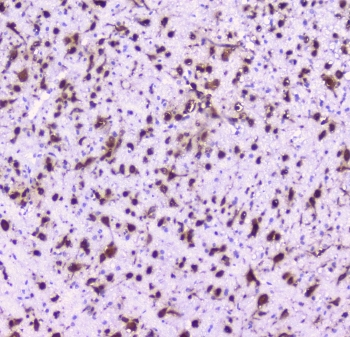 NOVA1 Antibody - IHC staining of FFPE rat brain with NOVA1 antibody at 1ug/ml. HIER: boil tissue sections in pH6, 10mM citrate buffer, for 10-20 min followed by cooling at RT for 20 min.