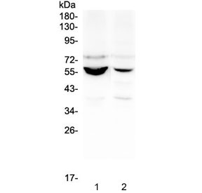NOVA1 Antibody - Western blot testing of human 1) U-87 MG and 2) Caco-2 lysate with NOVA1 antibody at 0.5ug/ml. Predicted molecular weight ~52 kDa.