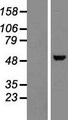 NOVA1 Protein - Western validation with an anti-DDK antibody * L: Control HEK293 lysate R: Over-expression lysate