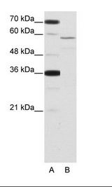 NOVA2 Antibody - A: Marker, B: HepG2 Cell Lysate.  This image was taken for the unconjugated form of this product. Other forms have not been tested.