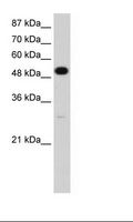 NOVA2 Antibody - HepG2 Cell Lysate.  This image was taken for the unconjugated form of this product. Other forms have not been tested.