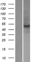NOVA2 Protein - Western validation with an anti-DDK antibody * L: Control HEK293 lysate R: Over-expression lysate