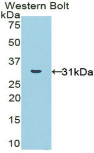 NOX1 Antibody - Western blot of recombinant NOX1.  This image was taken for the unconjugated form of this product. Other forms have not been tested.