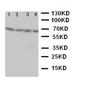 NOX1 Antibody - WB of NOX1 antibody. Lane 1: Rat Heart Tissue Lysate. Lane 2: Rat Brain Tissue Lysate. Lane 3: Mouse Heart Tissue Lysate. Lane 4: Mouse Heart Tissue Lysate ..