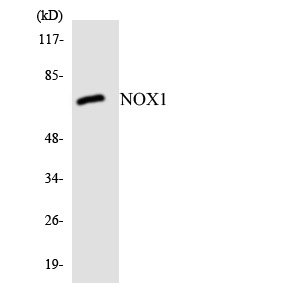 NOX1 Antibody - Western blot analysis of the lysates from HeLa cells using NOX1 antibody.