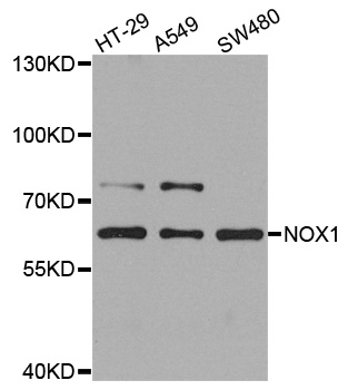 NOX1 Antibody - Western blot analysis of extracts of various cells.
