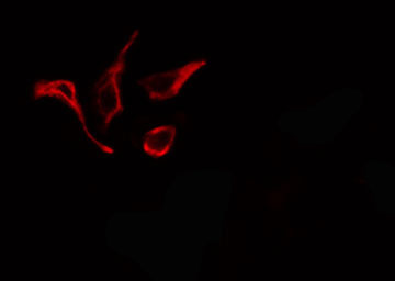 NOX1 Antibody