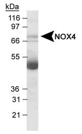 NOX4 Antibody - Detection of NOX4 in human kidney lysates with NOX4 Antibody. This image was taken for the unconjugated form of this product. Other forms have not been tested.