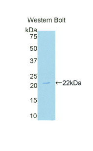 NOX4 Antibody - Western blot of recombinant NOX4.  This image was taken for the unconjugated form of this product. Other forms have not been tested.