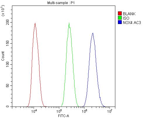NOX4 Antibody - Flow Cytometry analysis of U20S cells using anti-NADPH oxidase 4/NOX4 antibody. Overlay histogram showing U20S cells stained with anti-NADPH oxidase 4/NOX4 antibody (Blue line). The cells were blocked with 10% normal goat serum. And then incubated with rabbit anti-NADPH oxidase 4/NOX4 Antibody (1µg/10E6 cells) for 30 min at 20°C. DyLight®488 conjugated goat anti-rabbit IgG (5-10µg/10E6 cells) was used as secondary antibody for 30 minutes at 20°C. Isotype control antibody (Green line) was rabbit IgG (1µg/10E6 cells) used under the same conditions. Unlabelled sample (Red line) was also used as a control.