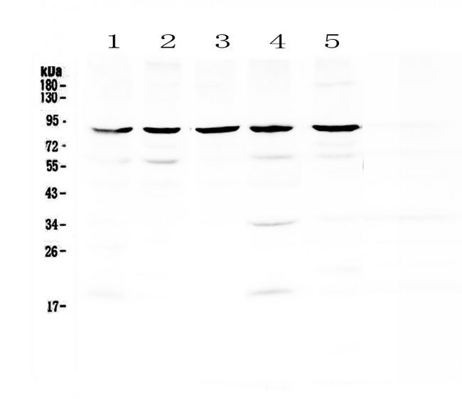 NOX4 Antibody - Western blot - Anti-NADPH oxidase 4 Picoband antibody