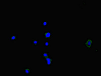 NOXA1 Antibody - Immunofluorescent analysis of HepG2 cells diluted at 1:100 and Alexa Fluor 488-congugated AffiniPure Goat Anti-Rabbit IgG(H+L)