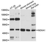 NOXA1 Antibody - Western blot analysis of extracts of various cell lines, using NOXA1 antibody at 1:3000 dilution. The secondary antibody used was an HRP Goat Anti-Rabbit IgG (H+L) at 1:10000 dilution. Lysates were loaded 25ug per lane and 3% nonfat dry milk in TBST was used for blocking. An ECL Kit was used for detection and the exposure time was 90s.