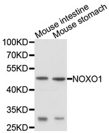 NOXO1 Antibody - Western blot analysis of extracts of various cell lines, using NOXO1 antibody at 1:1000 dilution. The secondary antibody used was an HRP Goat Anti-Rabbit IgG (H+L) at 1:10000 dilution. Lysates were loaded 25ug per lane and 3% nonfat dry milk in TBST was used for blocking. An ECL Kit was used for detection and the exposure time was 10s.