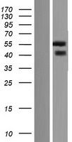 NOXO1 Protein - Western validation with an anti-DDK antibody * L: Control HEK293 lysate R: Over-expression lysate