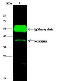 NOXRED1 / C14orf148 Antibody - NOXRED1 was immunoprecipitated using: Lane A: 0.5 mg Jurkat Whole Cell Lysate. 4 uL anti-NOXRED1 rabbit polyclonal antibody and 15 ul of 50% Protein G agarose. Primary antibody: Anti-NOXRED1 rabbit polyclonal antibody, at 1:100 dilution. Secondary antibody: Dylight 800-labeled antibody to rabbit IgG (H+L), at 1:5000 dilution. Developed using the odssey technique. Performed under reducing conditions. Predicted band size: 40 kDa. Observed band size: 40 kDa.