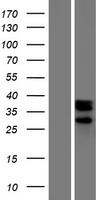NOXRED1 / C14orf148 Protein - Western validation with an anti-DDK antibody * L: Control HEK293 lysate R: Over-expression lysate