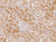 NPAL2 / NIPAL2 Antibody - Immunochemical staining of human NIPAL2 in human kidney with rabbit polyclonal antibody at 1:100 dilution, formalin-fixed paraffin embedded sections.