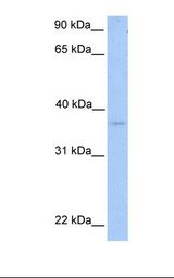NPAL2 / NIPAL2 Antibody - Placenta lysate. Antibody concentration: 1.0 ug/ml. Gel concentration: 12%.  This image was taken for the unconjugated form of this product. Other forms have not been tested.