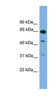 NPAS1 Antibody - NPAS1 antibody Western blot of Mouse Brain lysate. This image was taken for the unconjugated form of this product. Other forms have not been tested.