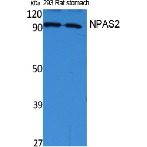 NPAS2 Antibody - Western blot of NPAS2 antibody